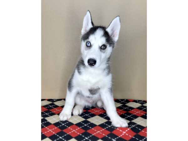 Siberian Husky-DOG-Male-Black / White-2082-Petland Florence, Kentucky