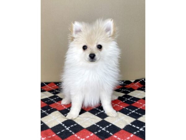 Pomeranian DOG Female Cream 2081 Petland Florence, Kentucky