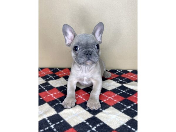 French Bulldog-DOG-Male-Blue Fawn-2080-Petland Florence, Kentucky
