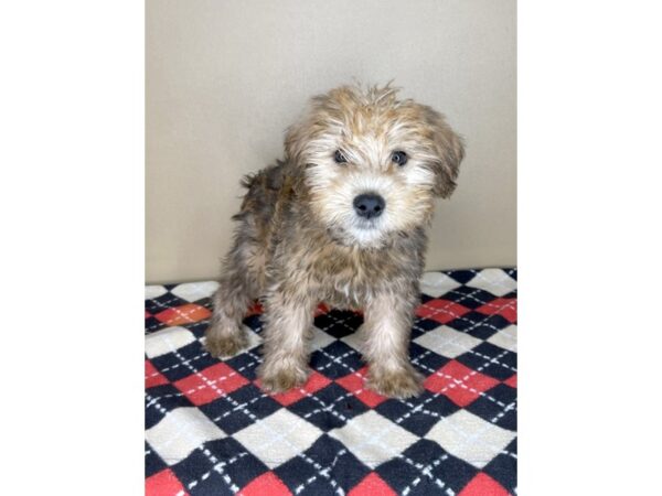 Soft Coated Wheaten Terrier DOG Male Wheaten 2079 Petland Florence, Kentucky