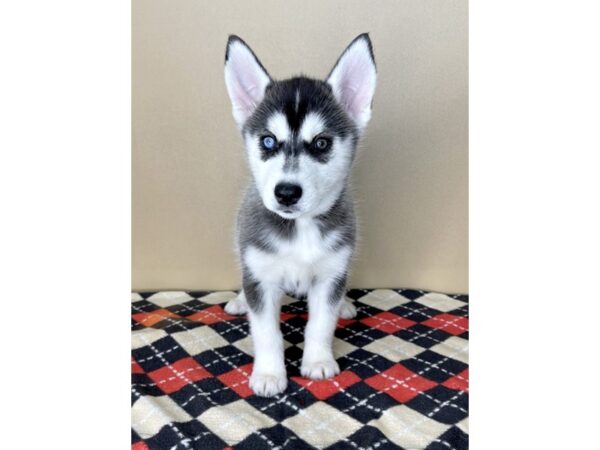 Siberian Husky DOG Female Black / White 2078 Petland Florence, Kentucky