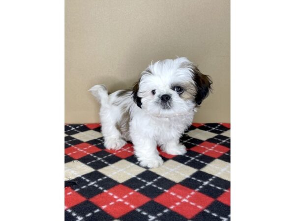 Shih Tzu-DOG-Male-Gold / White-2076-Petland Florence, Kentucky