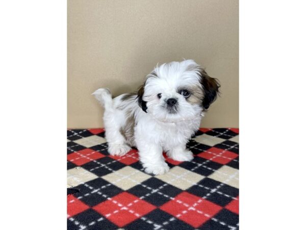 Shih Tzu DOG Male Gold / White 2076 Petland Florence, Kentucky