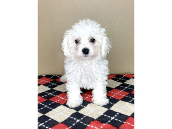 Bichon Frise DOG Male White 2102 Petland Florence, Kentucky