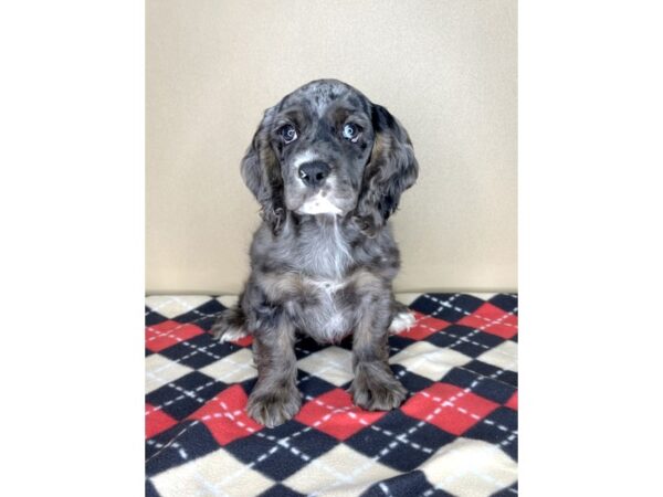 Cocker Spaniel DOG Female Blue Roan 2101 Petland Florence, Kentucky