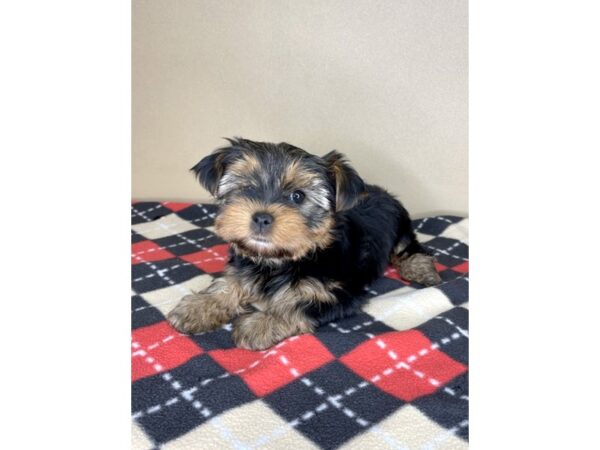 Yorkshire Terrier DOG Female 2099 Petland Florence, Kentucky