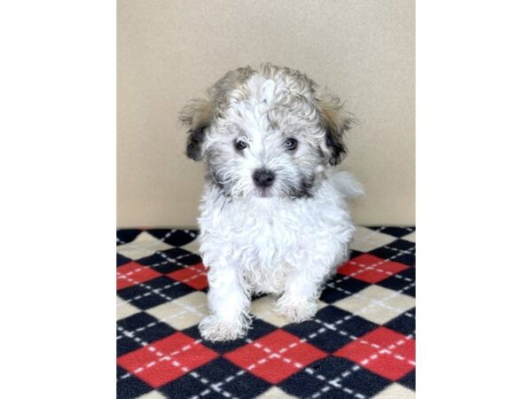 Havapoo-DOG-Male-Black and White-2097-Petland Florence, Kentucky