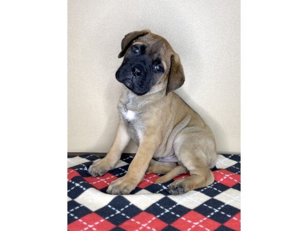 Bullmastiff DOG Male 2096 Petland Florence, Kentucky