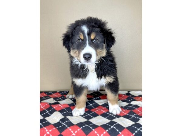 Australian Shepherd DOG Male Black Tan / White 2095 Petland Florence, Kentucky