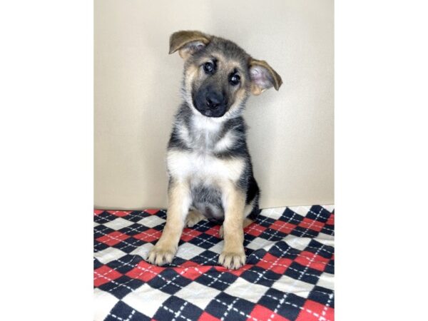 German Shepherd Dog DOG Female Black / Tan 2094 Petland Florence, Kentucky