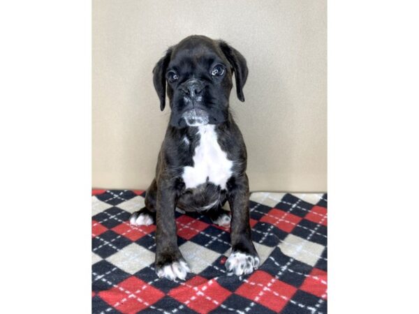 Boxer DOG Female Brindle / White 2093 Petland Florence, Kentucky