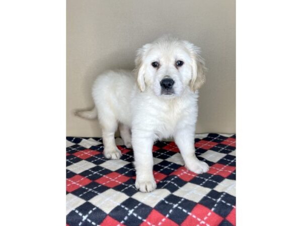 Golden Retriever DOG Female Golden 2092 Petland Florence, Kentucky