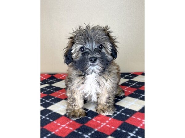 Morkie DOG Male Gold 2091 Petland Florence, Kentucky