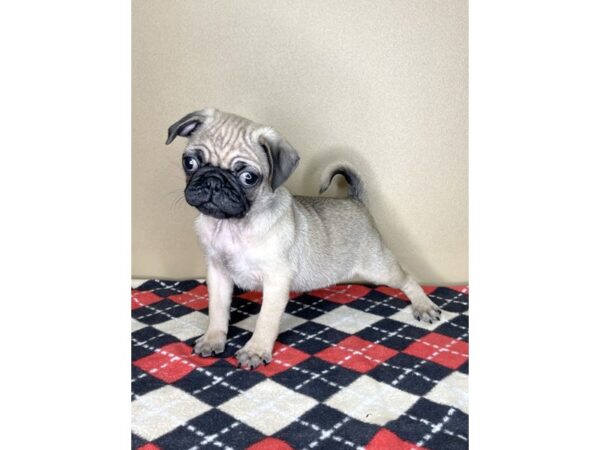 Pug DOG Male Fawn 2090 Petland Florence, Kentucky