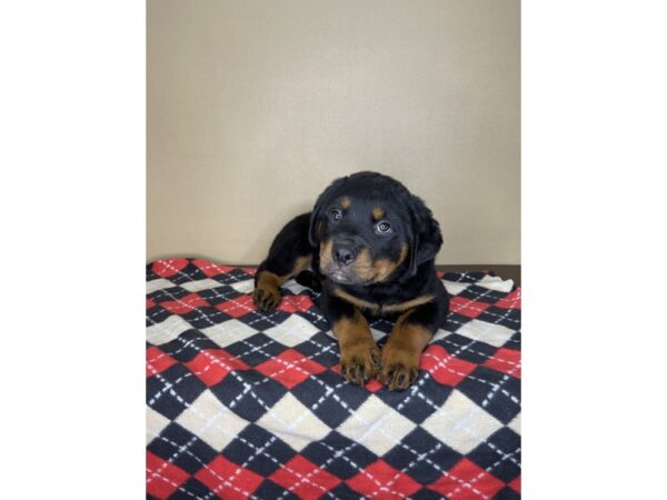 Rottweiler DOG Male Black / Mahogany 2103 Petland Florence, Kentucky