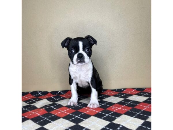 Boston Terrier-DOG-Male-Black Brindle-2119-Petland Florence, Kentucky