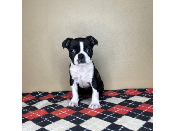 Boston Terrier DOG Male Black Brindle 2119 Petland Florence, Kentucky