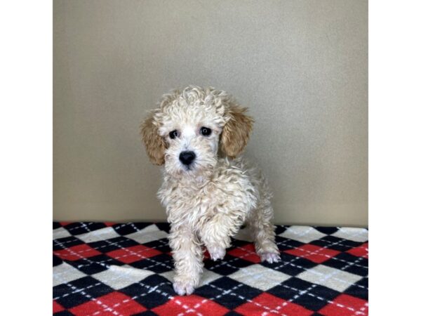 Poodle-DOG-Male-Apricot-2118-Petland Florence, Kentucky