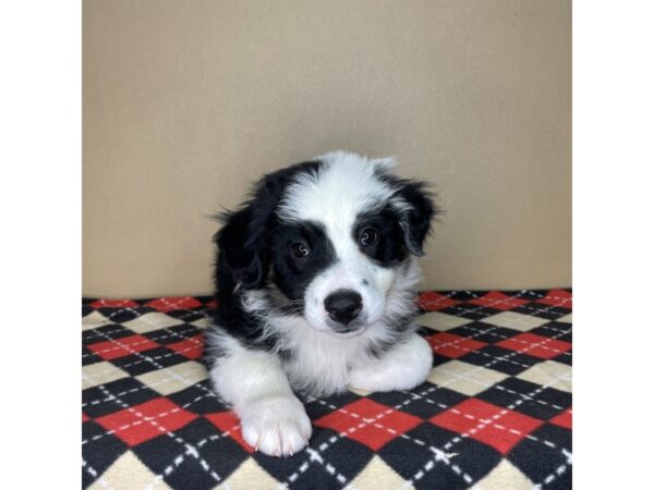 Australian Shepherd DOG Male Black White / Tan 2117 Petland Florence, Kentucky