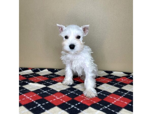 Miniature Schnauzer DOG Male White 2116 Petland Florence, Kentucky