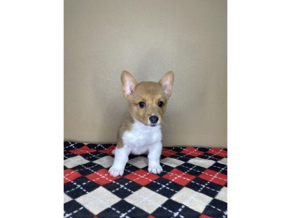 Pembroke Welsh Corgi DOG Male Sable / White 2115 Petland Florence, Kentucky