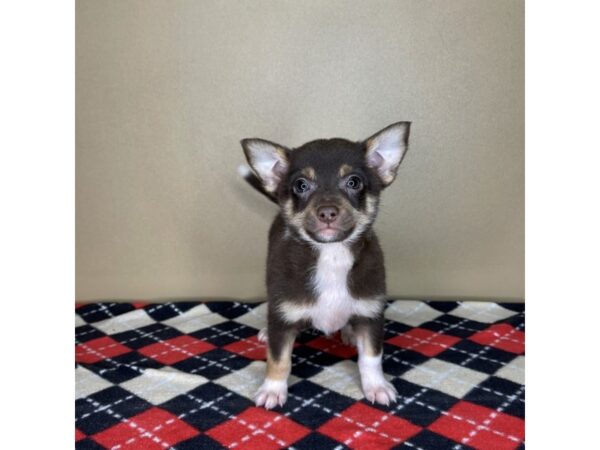 Chihuahua DOG Male Chocolate / Tan 2114 Petland Florence, Kentucky