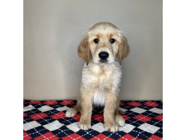 Golden Retriever DOG Male Golden 2113 Petland Florence, Kentucky