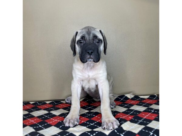 English Mastiff-DOG-Female--2110-Petland Florence, Kentucky