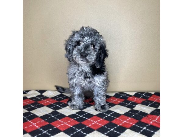 F1 Mini Golden Doodle DOG Female Blue Merle 2111 Petland Florence, Kentucky