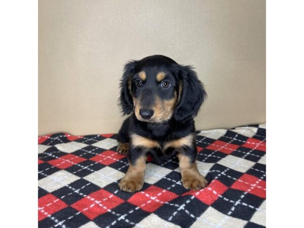 Dachshund-DOG-Male-Black / Tan-2109-Petland Florence, Kentucky
