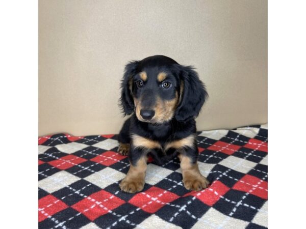 Dachshund DOG Male Black / Tan 2109 Petland Florence, Kentucky