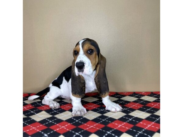 Basset Hound-DOG-Male-Tri-Colored-2108-Petland Florence, Kentucky