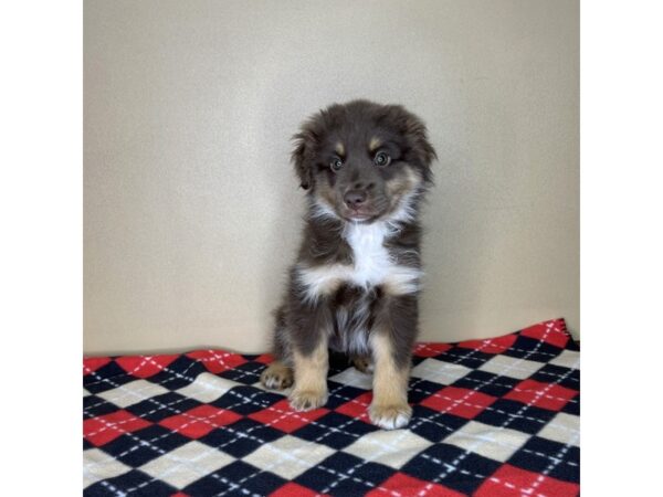 Miniature Australian Shepherd DOG Male Red 2107 Petland Florence, Kentucky