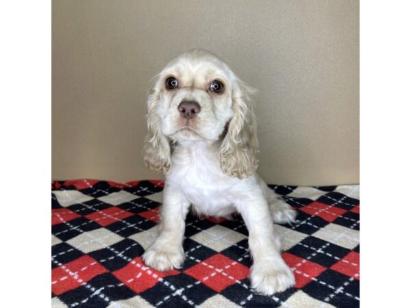 Cocker Spaniel DOG Male Buff / White 2106 Petland Florence, Kentucky