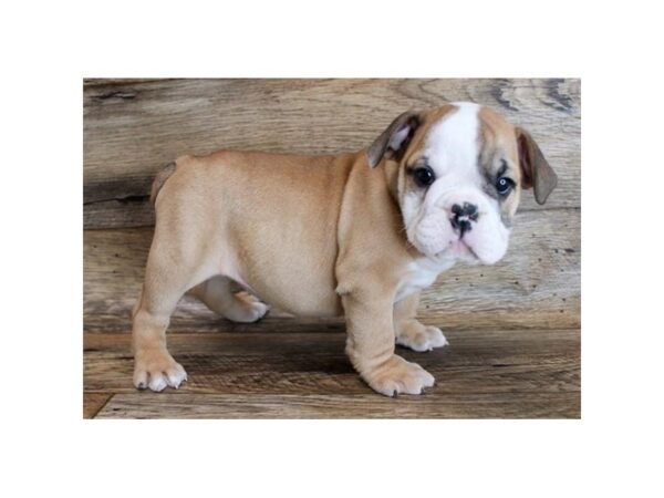 Bulldog-DOG-Female-Fawn / White-2128-Petland Florence, Kentucky