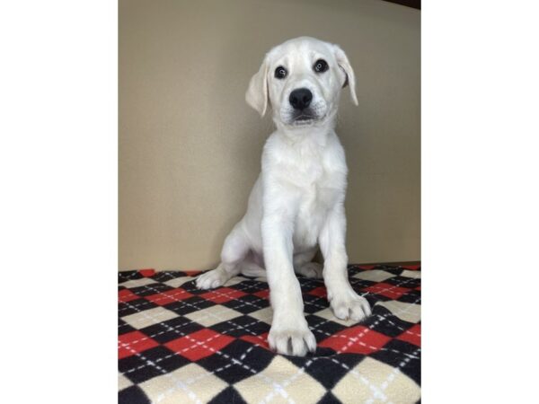 Labrador Retriever-DOG-Male-Yellow-2121-Petland Florence, Kentucky