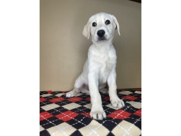 Labrador Retriever DOG Male Yellow 2121 Petland Florence, Kentucky