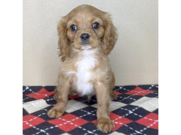 Cavalier King Charles Spaniel DOG Male Red 2132 Petland Florence, Kentucky