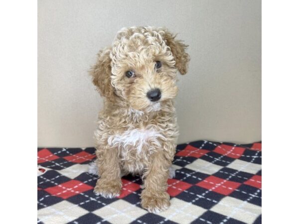 Bichapoo-DOG-Female-Red-2131-Petland Florence, Kentucky