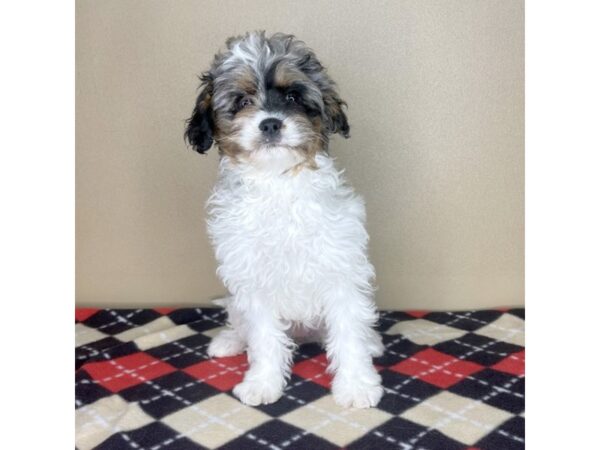 Cavapoo-DOG-Female-Blue Merle-2130-Petland Florence, Kentucky