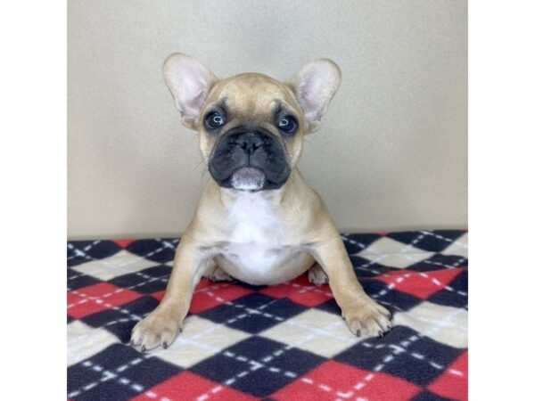 French Bulldog-DOG-Female-Fawn-2129-Petland Florence, Kentucky