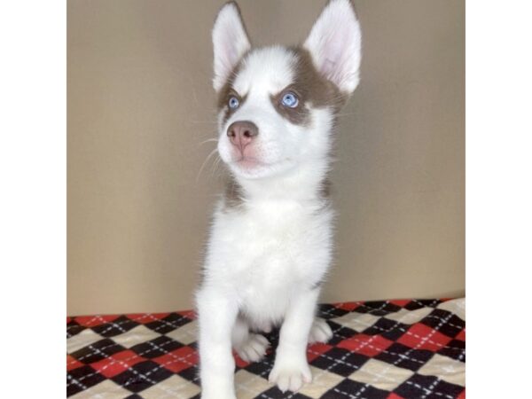 Siberian Husky DOG Male Red / White 2127 Petland Florence, Kentucky