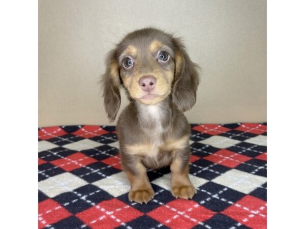 Dachshund DOG Male Chocolate / Tan 2126 Petland Florence, Kentucky