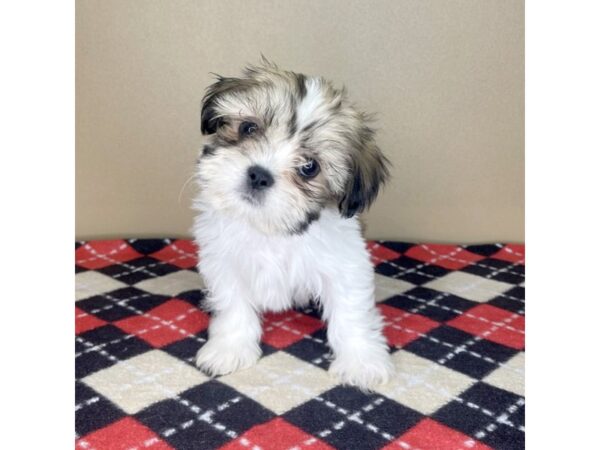 Shih Tzu DOG Male Gold / White 2125 Petland Florence, Kentucky