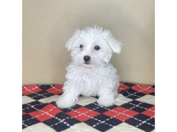 Maltese DOG Male White 2124 Petland Florence, Kentucky