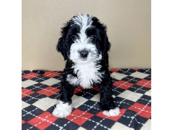 Mini Bernardadoodle DOG Male Black / White 2104 Petland Florence, Kentucky