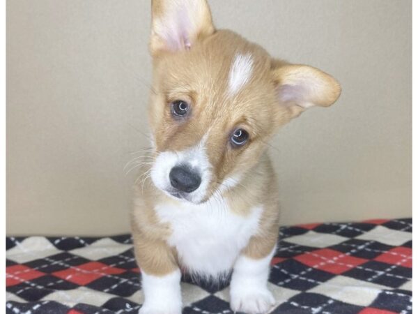 Pembroke Welsh Corgi DOG Male Red 2122 Petland Florence, Kentucky