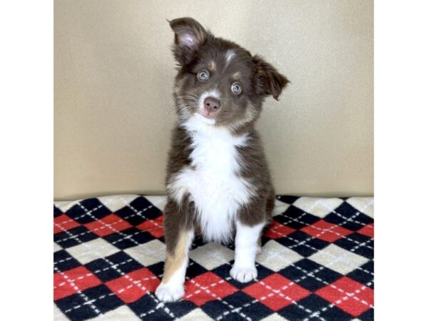 Miniature Australian Shepherd DOG Female Red 2135 Petland Florence, Kentucky