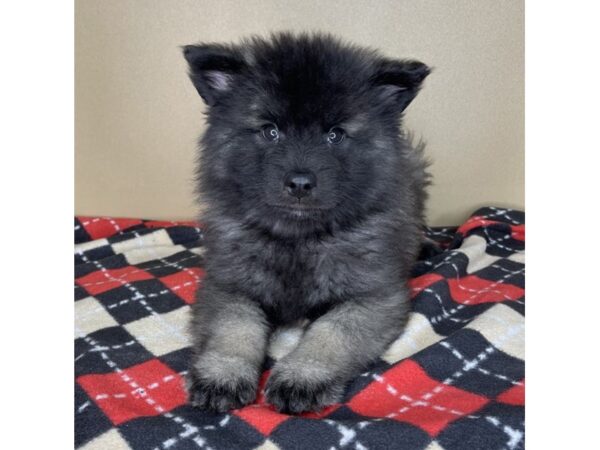 Keeshond-DOG-Male-Silver Sable-2134-Petland Florence, Kentucky