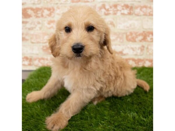 Labradoodle DOG Male Yellow 2142 Petland Florence, Kentucky